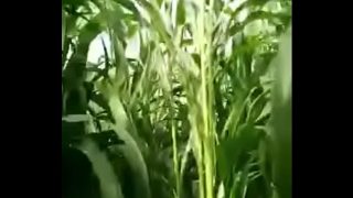 Sex at outdoor horny delhi couple outdoor sex Video